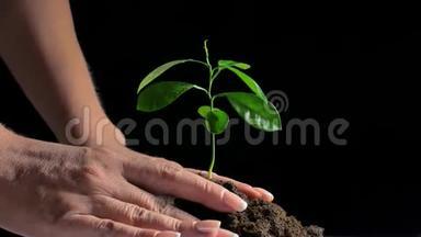 农民在肥沃的土壤上种植和培育树木/培育婴儿植物/保护自然/地球日